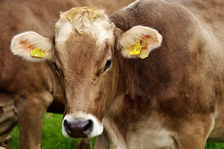 Туластат: Производство мяса в Тульской области в 2021г выросло на 1,6%, молока - на 0,5% 