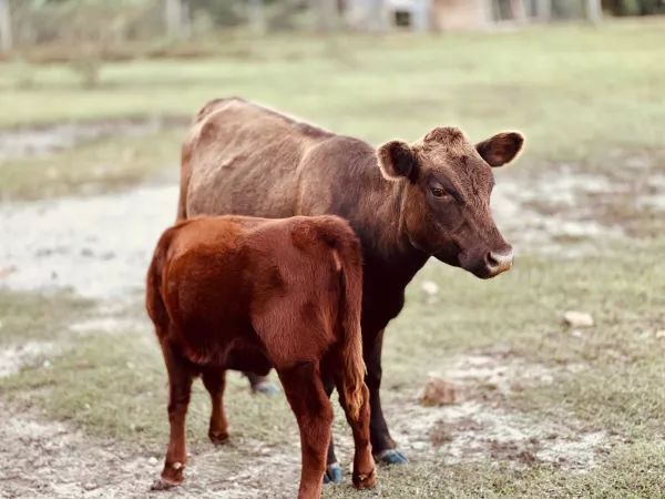 В Тульской области за год сократилось поголовье скота