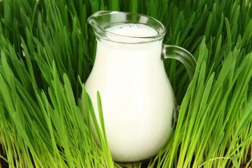 фотография продукта молоко обезжиренное (обрат)